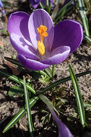 Crocus vernus s.l., Frühlings-Krokus