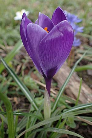 Crocus vernus s.l., Spring Crocus Crocus vernus s.l., Spring Crocus