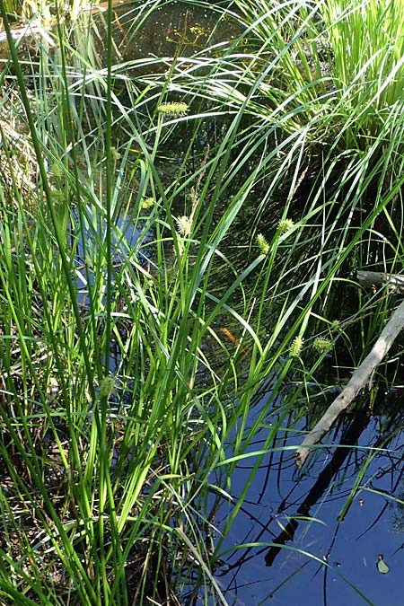 Carex vesicaria \ Blasen-Segge / Blister Sedge, D Mühlheim am Main - Lämmerspiel 30.5.2023