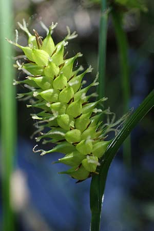 Carex vesicaria \ Blasen-Segge / Blister Sedge, D Mühlheim am Main - Lämmerspiel 30.5.2023