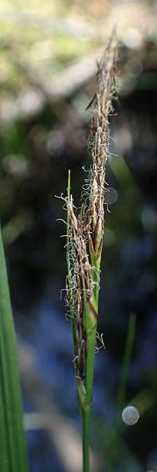 Carex vesicaria \ Blasen-Segge / Blister Sedge, D Mühlheim am Main - Lämmerspiel 30.5.2023