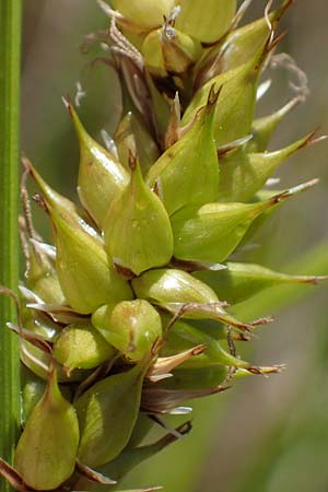 Carex vesicaria \ Blasen-Segge / Blister Sedge, D Neu-Isenburg 30.5.2023