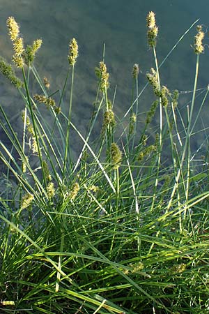Carex vulpina \ Fuchs-Segge / True Fox Sedge, D Thüringen, Kindelbrück 14.6.2023
