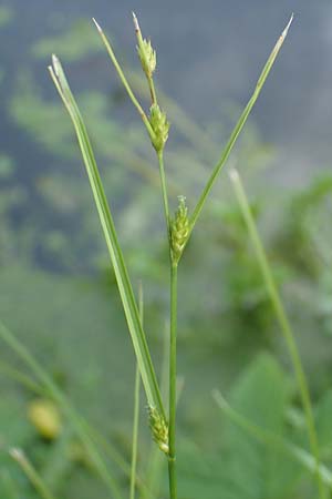 Carex remota \ Winkel-Segge / Remote Sedge, D Großwallstadt am Main 25.6.2016
