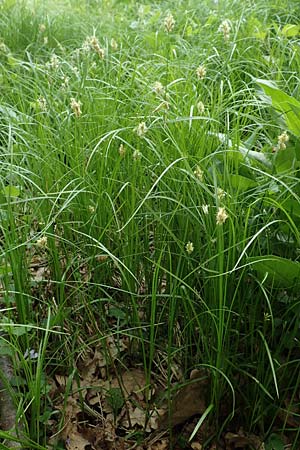 Carex brizoides \ Zittergras-Segge / Quaking Grass Sedge, D Offenburg 25.4.2018