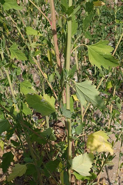 Chenopodium probstii \ Probsts G�nsefu� / Probst's Goosefoot, D Bamberg 5.9.2018