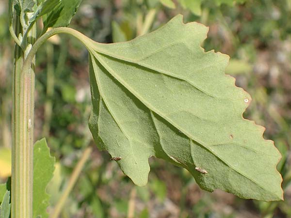 Chenopodium probstii \ Probsts G�nsefu� / Probst's Goosefoot, D Bamberg 5.9.2018