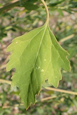 Chenopodium probstii \ Probsts G�nsefu� / Probst's Goosefoot, D Bamberg 5.9.2018