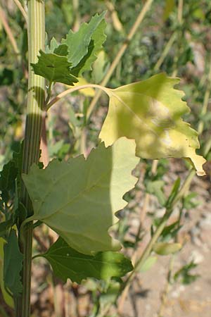 Chenopodium probstii \ Probsts G�nsefu� / Probst's Goosefoot, D Bamberg 5.9.2018
