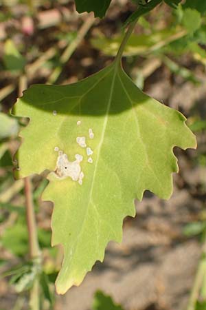Chenopodium probstii \ Probsts G�nsefu� / Probst's Goosefoot, D Bamberg 5.9.2018