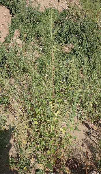 Chenopodium probstii \ Probsts G�nsefu� / Probst's Goosefoot, D Bamberg 5.9.2018