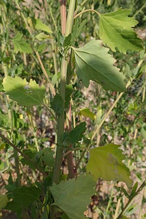 Chenopodium probstii \ Probsts G�nsefu� / Probst's Goosefoot, D Bamberg 5.9.2018
