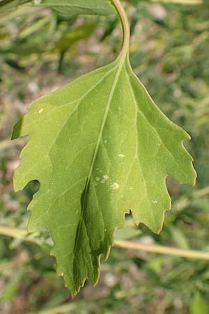 Chenopodium probstii \ Probsts G�nsefu� / Probst's Goosefoot, D Bamberg 5.9.2018