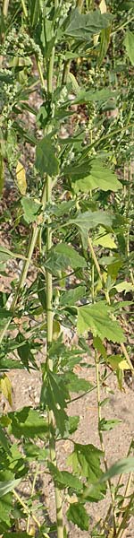 Chenopodium probstii \ Probsts G�nsefu� / Probst's Goosefoot, D Bamberg 5.9.2018