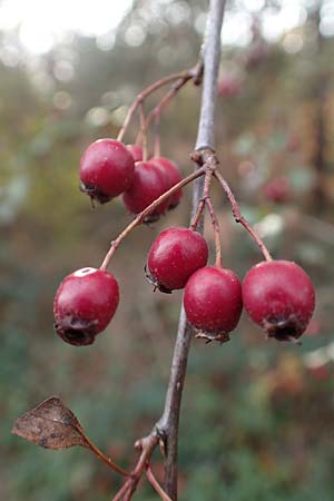 Crataegus x macrocarpa \ Grofrchtiger Weidorn, D Bickenbach 27.10.2018