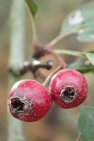 Crataegus x macrocarpa \ Grofrchtiger Weidorn, D Bickenbach 27.10.2018