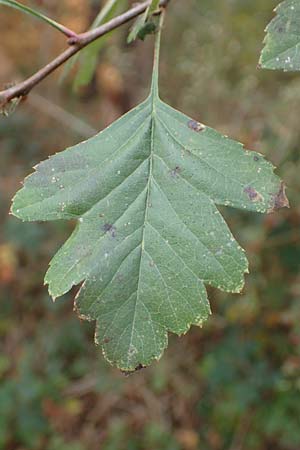 Crataegus x macrocarpa \ Grofrchtiger Weidorn, D Bickenbach 27.10.2018