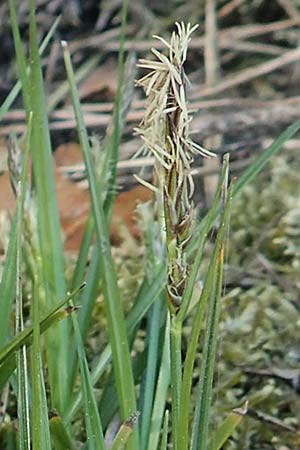 Carex spicata \ Stachel-Segge, Korkfrchtige Segge / Spicate Sedge, Prickly Sedge, D Viernheim 17.4.2020