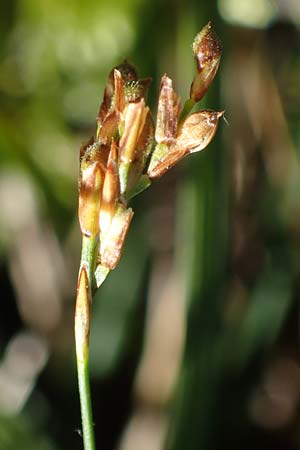 Carex ornithopoda \ Vogelfu-Segge / Bird's Foot Sedge, D Rheinau-Freistett 1.6.2021