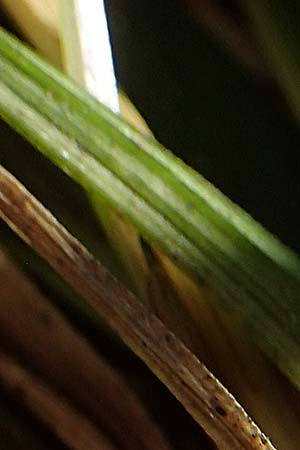 Carex ornithopoda \ Vogelfu-Segge / Bird's Foot Sedge, D Rheinau-Freistett 1.6.2021
