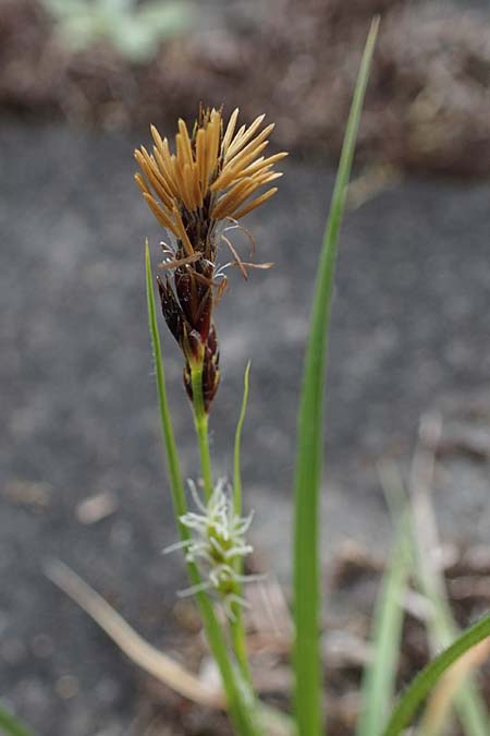 Carex hirta \ Behaarte Segge, D Mannheim 24.4.2022