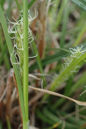 Carex hirta \ Behaarte Segge, D Mannheim 24.4.2022