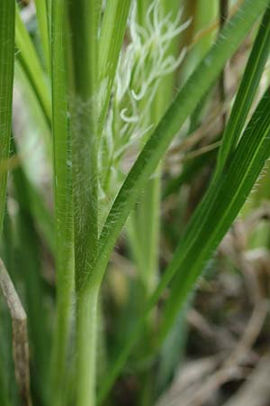 Carex hirta \ Behaarte Segge, D Mannheim 24.4.2022