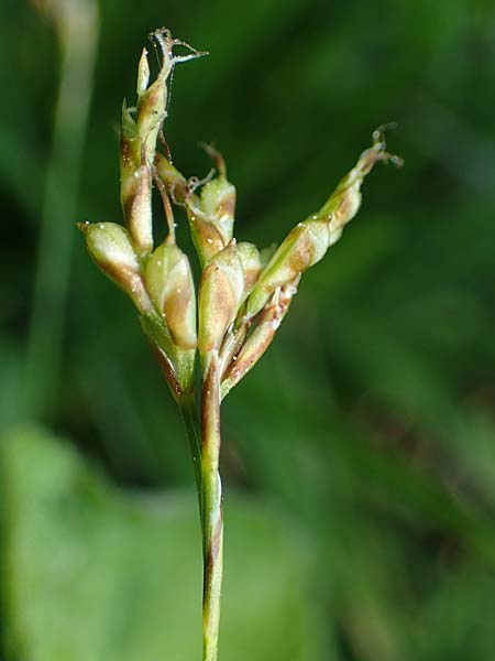Carex digitata \ Finger-Segge / Fingered Sedge, D Weinheim an der Bergstraße 28.4.2022