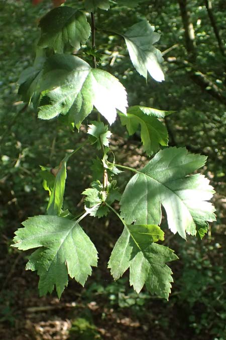Crataegus x macrocarpa \ Grofrchtiger Weidorn, D Bad König 20.7.2024