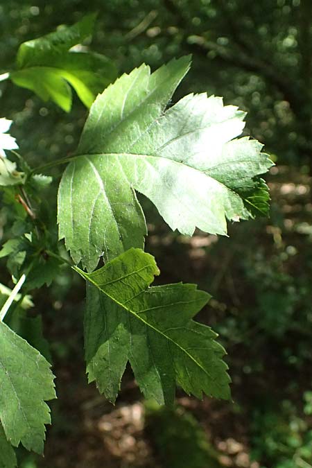 Crataegus x macrocarpa \ Grofrchtiger Weidorn, D Bad König 20.7.2024