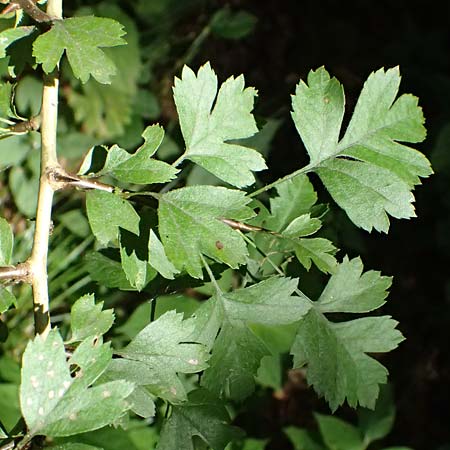 Crataegus x macrocarpa \ Grofrchtiger Weidorn, D Bad König 20.7.2024