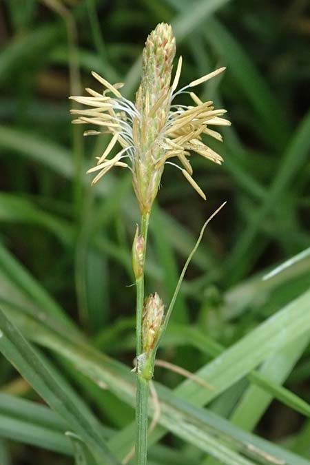 Carex hirta \ Behaarte Segge / Hairy Sedge, D Heusenstamm 4.5.2025
