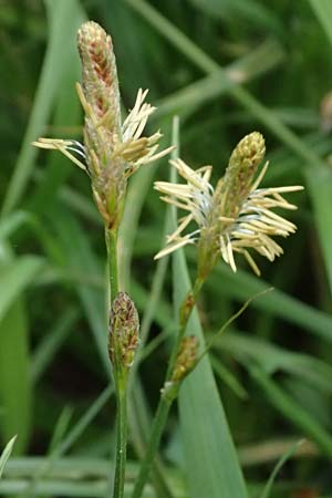 Carex hirta \ Behaarte Segge / Hairy Sedge, D Heusenstamm 4.5.2025