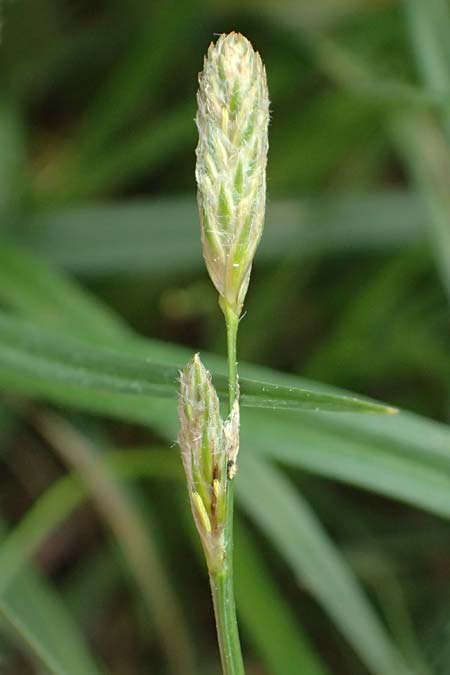 Carex hirta \ Behaarte Segge / Hairy Sedge, D Heusenstamm 4.5.2025