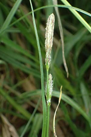 Carex hirta \ Behaarte Segge / Hairy Sedge, D Heusenstamm 4.5.2025