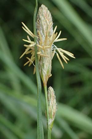 Carex hirta \ Behaarte Segge / Hairy Sedge, D Heusenstamm 4.5.2025