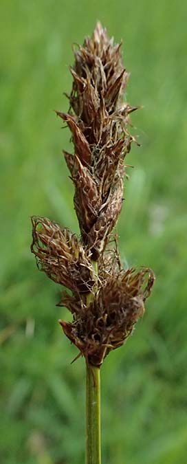 Carex disticha \ Zweizeilige Segge / Brown Sedge, Two-Ranked Sedge, D Mannheim 12.5.2026