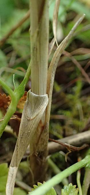 Carex disticha \ Zweizeilige Segge / Brown Sedge, Two-Ranked Sedge, D Mannheim 12.5.2026