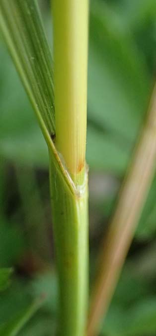 Carex disticha \ Zweizeilige Segge / Brown Sedge, Two-Ranked Sedge, D Mannheim 12.5.2026