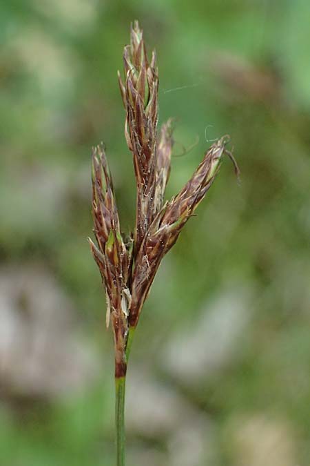 Carex praecox \ Fr&uuml;he Segge / Vernal Sedge, D Mannheim 13.5.2026