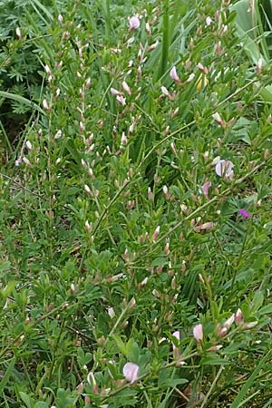 Cytisus purpureus \ Purpur-Zwergginster, Purpur-Geiklee / Scarlet Dwarf Broom, Purple Broom, D Weinheim an der Bergstraße, Botan. Gar.  Hermannshof 1.5.2016