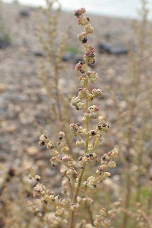 Chenopodium album subsp. pedunculare \ Stielbltiger Gnsefu / Seaport Goosefoot, D Krefeld-Uerdingen 28.9.2017