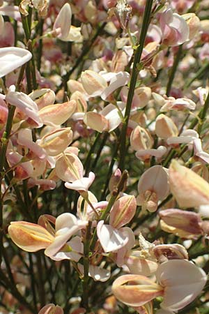 Cytisus multiflorus \ Wei�er Ginster, Vielbl�tiger Gei�klee / White Broom, D Neuleiningen 23.4.2020