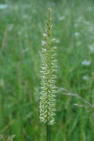 Cynosurus cristatus \ Wiesen-Kammgras / Crested Dogstail, D Rhön,  Bischofsheim 21.6.2023