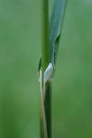 Cynosurus cristatus \ Wiesen-Kammgras / Crested Dogstail, D Rhön,  Bischofsheim 21.6.2023