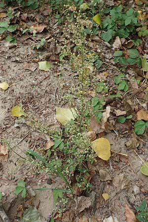 Chenopodium album subsp. pedunculare \ Stielbltiger Gnsefu / Seaport Goosefoot, D Weißenthurm-Kaltenengers 27.9.2017