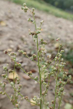 Chenopodium album subsp. pedunculare \ Stielbltiger Gnsefu / Seaport Goosefoot, D Weißenthurm-Kaltenengers 27.9.2017