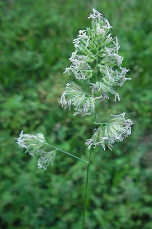 Dactylis glomerata \ Knuelgras / Cocksfoot Grass, Orchard Grass, D Hemsbach 21.5.2007