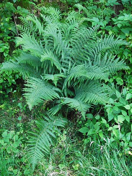 Dryopteris affinis \ Goldschuppen-Farn, Schuppiger Wurmfarn / Scaly Male Fern, D Odenwald, Unterflockenbach 2.7.2015