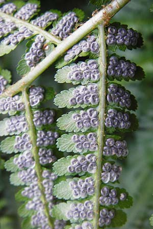 Dryopteris affinis \ Goldschuppen-Farn, Schuppiger Wurmfarn / Scaly Male Fern, D Odenwald, Unterflockenbach 2.7.2015